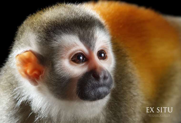 Mono Tití entra a lista de 25 primates más amenazados del mundo | Teletica