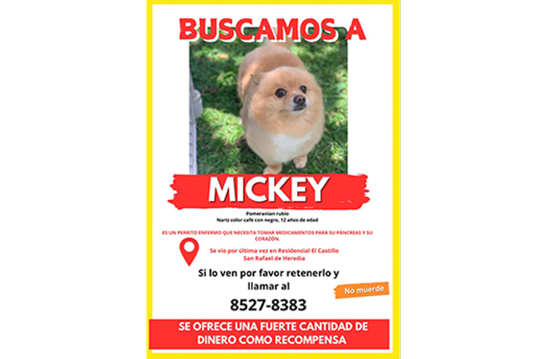 Elena Correa ofrece recompensa de $700 dólares por su perrito Mickey