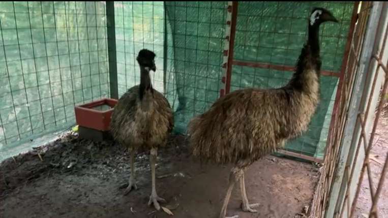 emus