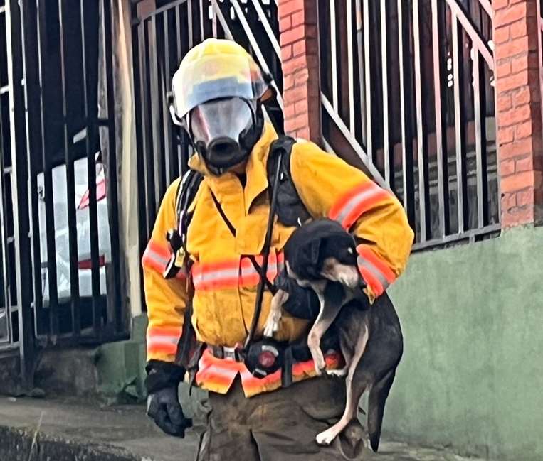 Rescate de perro