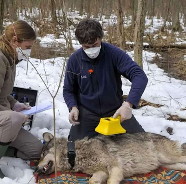 Lobos mutantes de Chernóbil