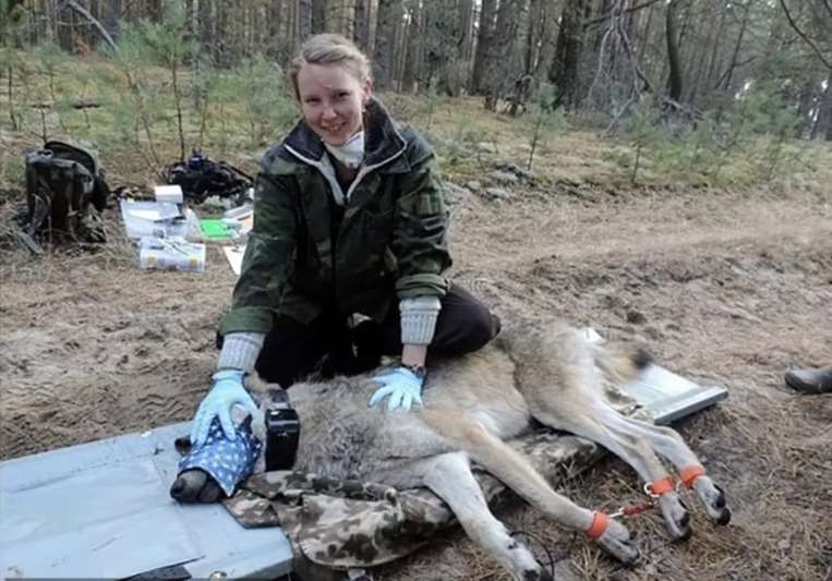 Lobos mutantes de Chernóbil