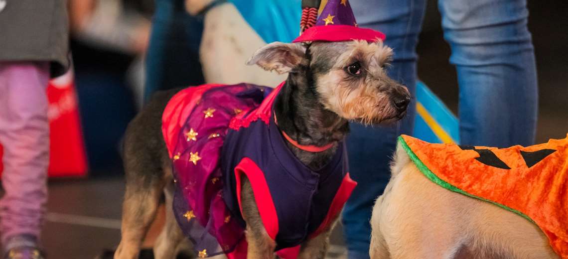 Heredia tendrá parque para perros