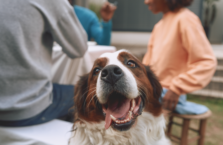 Tome en cuenta estas reglas de oro si decide adoptar a una mascota 