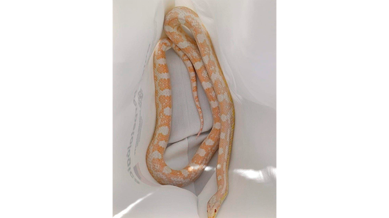 OIJ detiene a sospechoso de tratar de vender serpiente por redes sociales