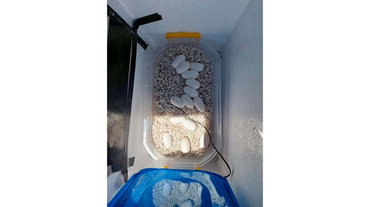 OIJ detiene a sospechoso de tratar de vender serpiente por redes sociales
