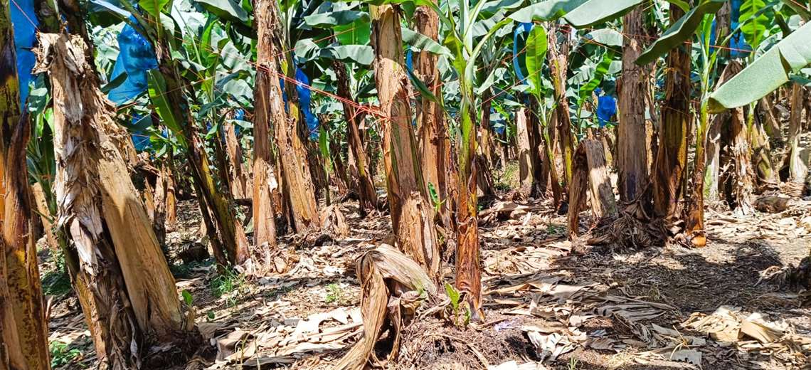 Bananera Chiquita vuelve a Panamá y recontratará a miles de trabajadores despedidos