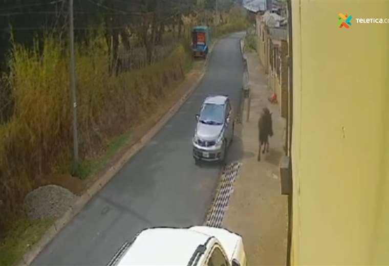 Video: Toro suelto embiste varias personas y causa daños en Oreamuno de ...