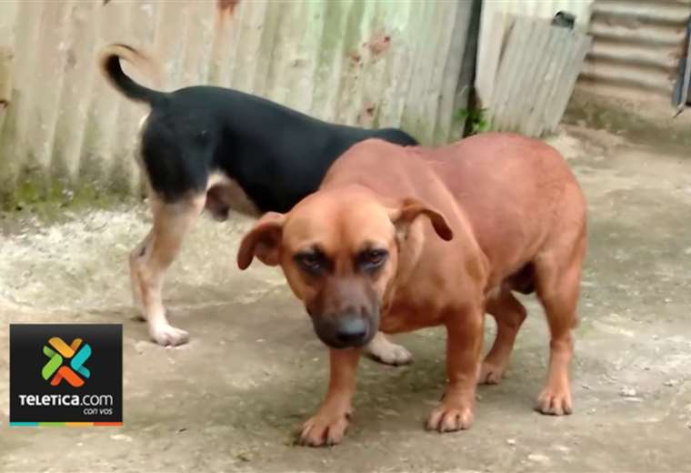 Evita Problemas Legales:  Reclamación Eficaz Tras Atropello De Animales. - e5jh8w4