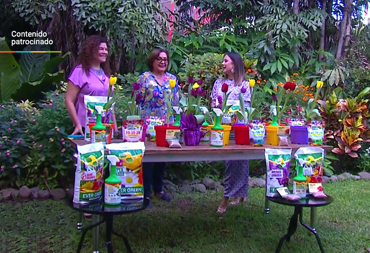 Cómo Cuidar Los Tulipanes En Casa Consejos Y Recomendaciones Teletica