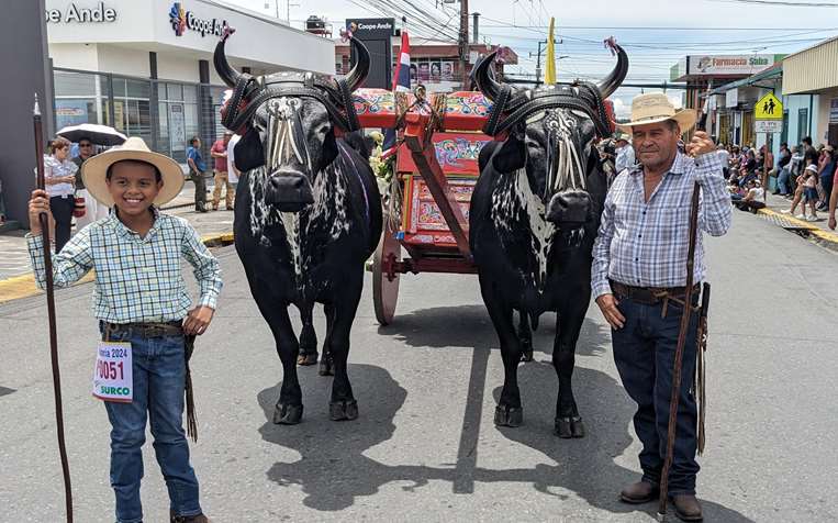 Desfile de bueyes