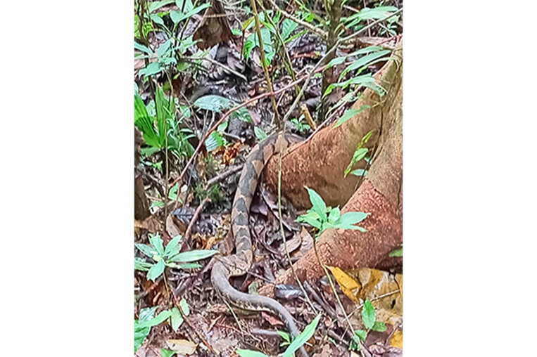 Capturan serpiente plato negro lista para la venta