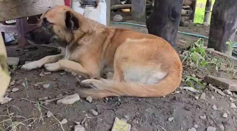 Orus, el perro que sobrevivió al ataque de cocodrilo