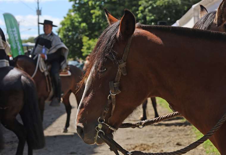 Teletica revela su "alineación titular" para el Tope de Palmares