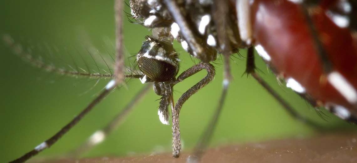 CCSS aplicará vacuna contra fiebre amarilla: conozca cuáles son los requisitos