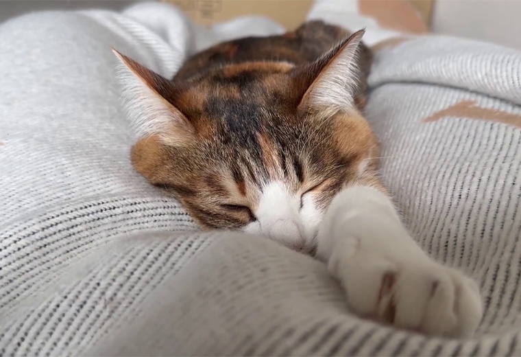 ¿Llueve y no puede salir? Le decimos cómo mantener activa a su mascota dentro del hogar