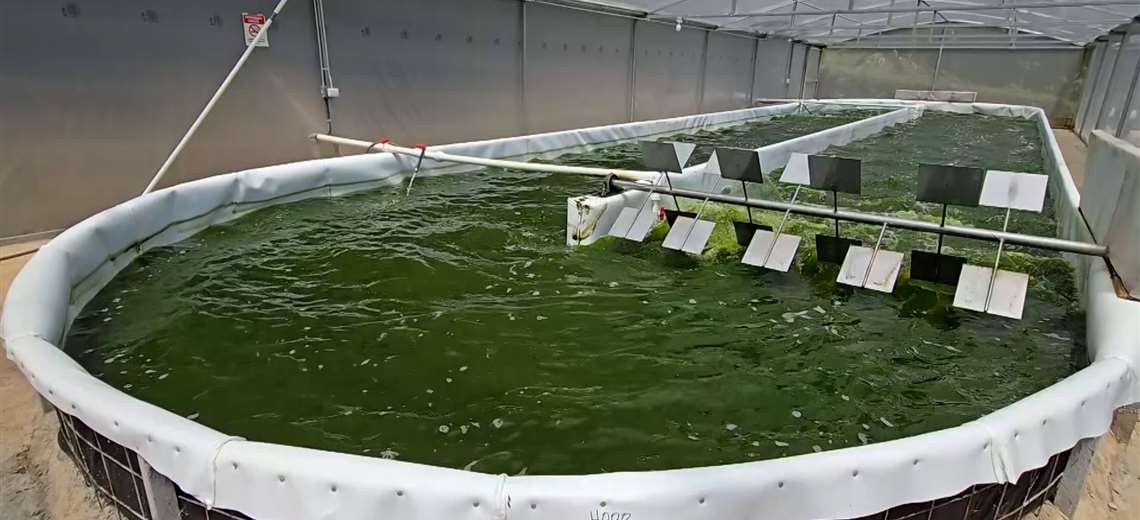 Esta científica tica convirtió microalgas en aliadas para regenerar suelos y aumentar cultivos