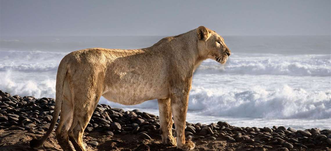 Las inéditas imágenes que muestran a leones que abandonan el desierto para cazar en la playa