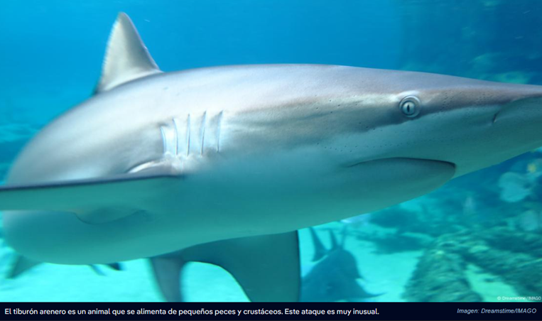 Tiburones inofensivos matan por primera vez a un humano