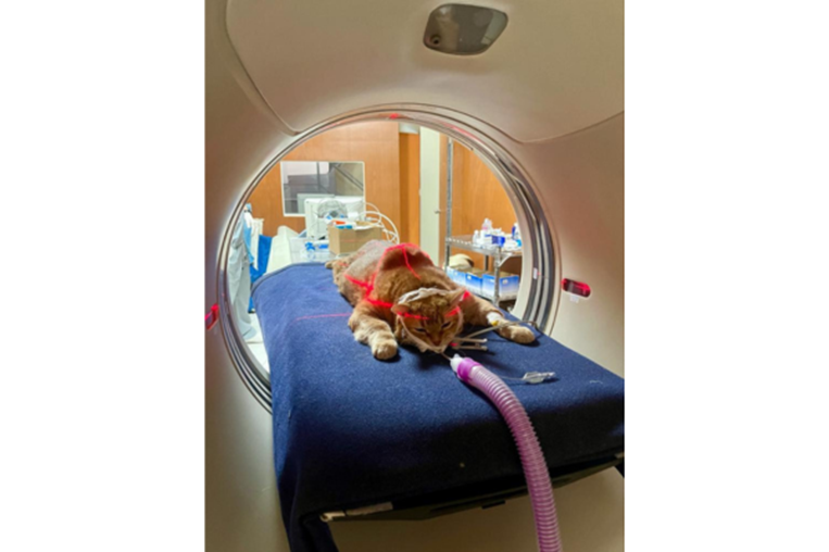 Cáncer de mama también amenaza a perras y gatas: detección temprana salva vidas