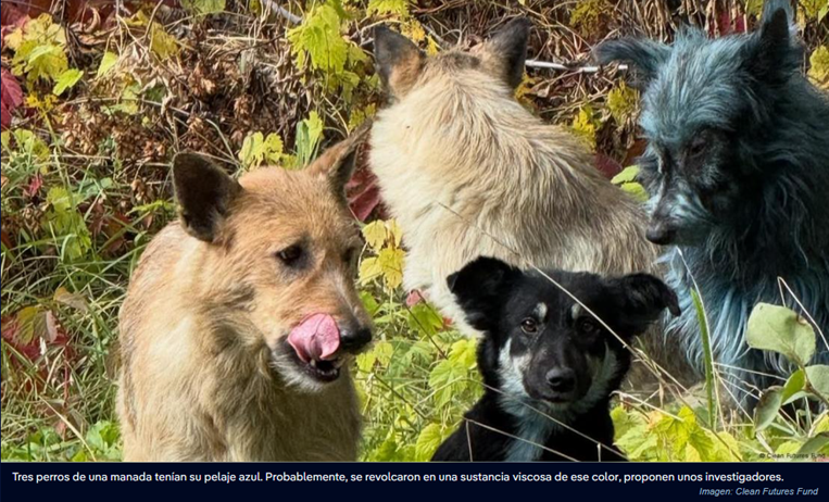 ¿Mutación o sustancia química? Tres perros azules inquietan a científicos en Chernóbil