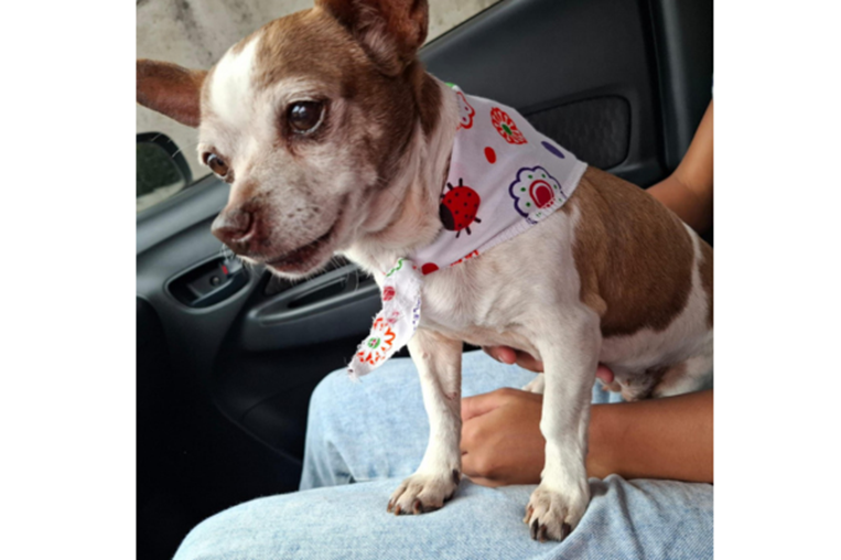 Mascoticas- 1° de noviembre