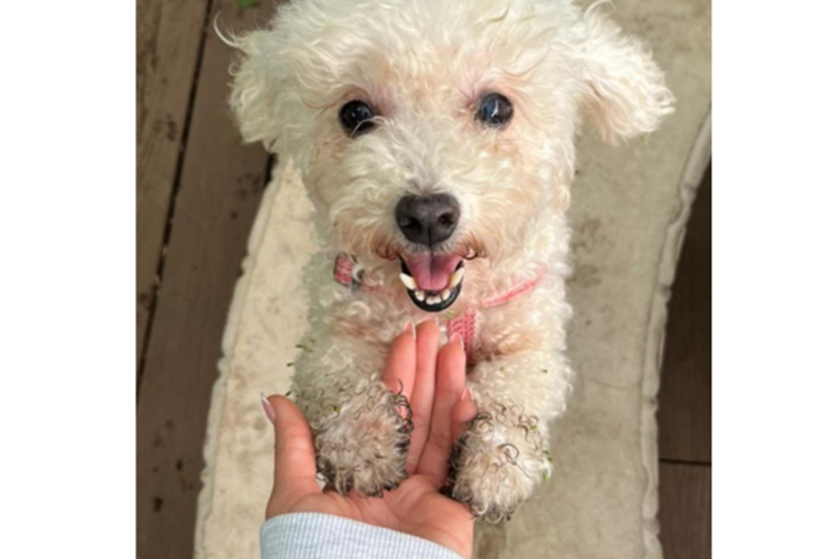 Mascoticas- 1° de noviembre