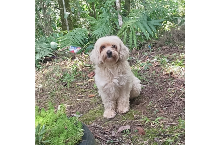 Mascoticas- 1° de noviembre