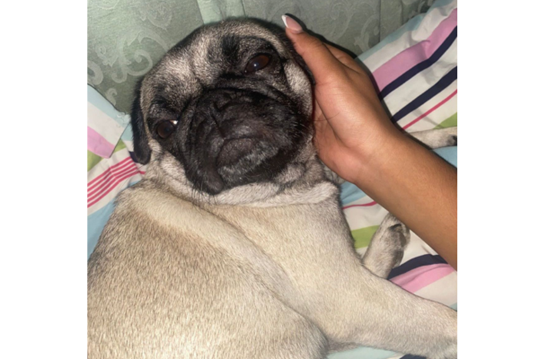 Mascoticas- 1° de noviembre