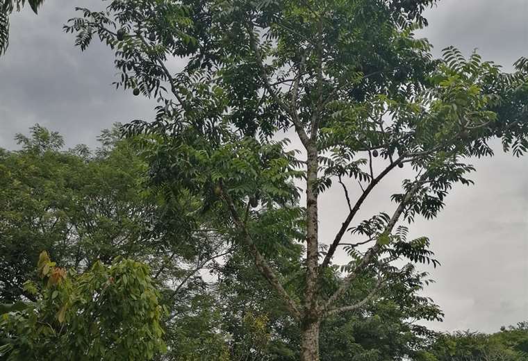 Tragedia en Guápiles: Hombre muere luego de que rama de árbol le cayera ...