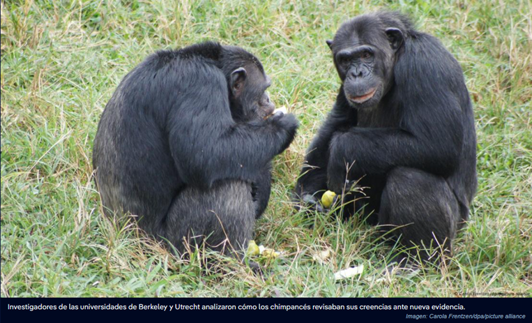 Chimpancés muestran pensamiento racional en nuevo experimento