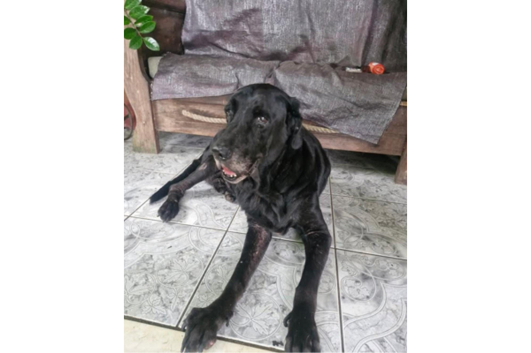 Mascoticas 29 de noviembre