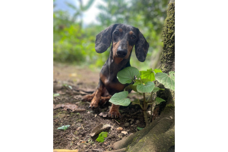 Mascoticas 29 de noviembre