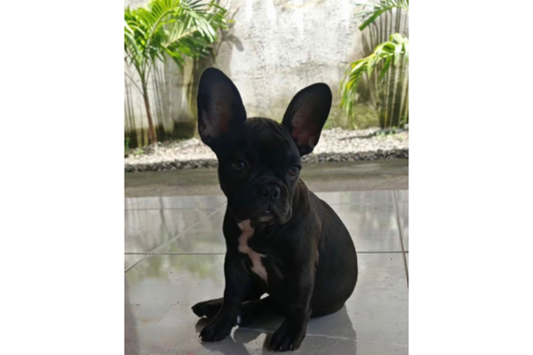 Mascoticas- Pizarra 7 de nov