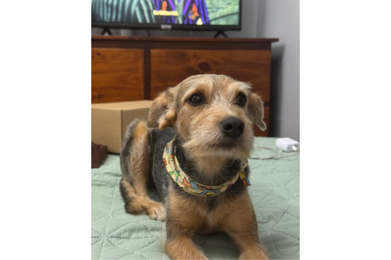 Mascoticas- Pizarra 7 de nov