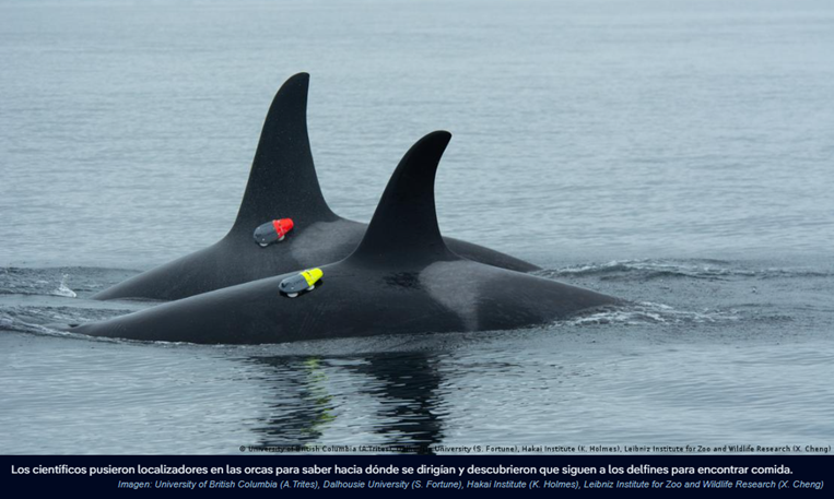 Orcas y delfines cazan juntos por primera vez: científicos captan alianza inédita