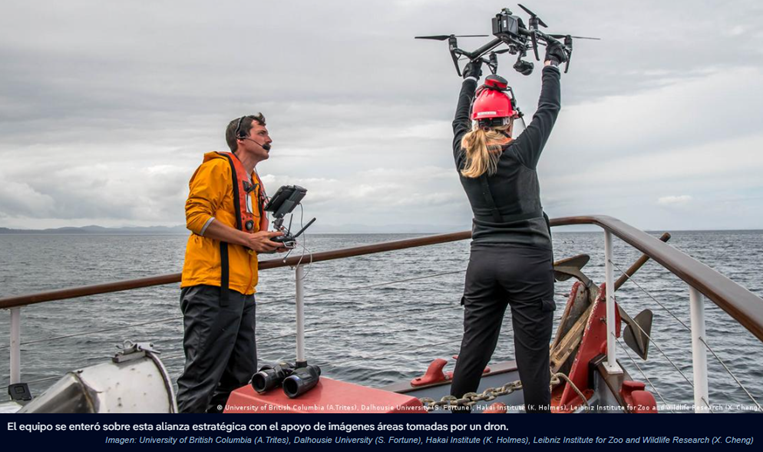 Orcas y delfines cazan juntos por primera vez: científicos captan alianza inédita