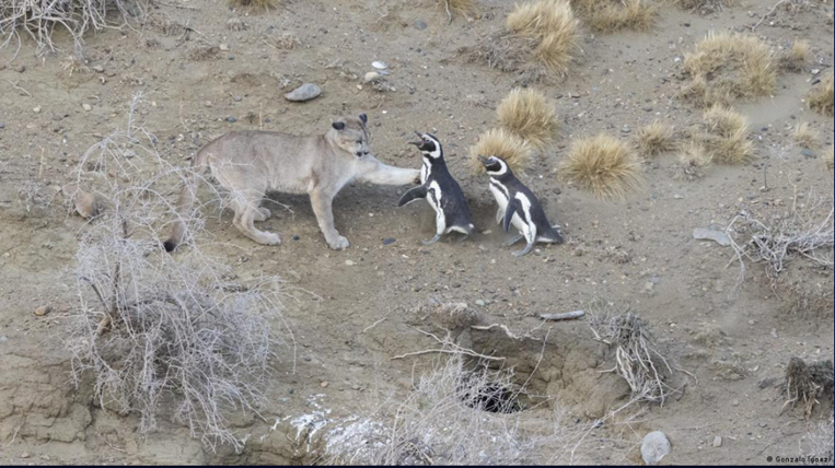 Los pumas están empezando a cazar pingüinos en la Patagonia