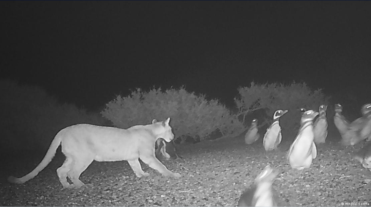 Los pumas están empezando a cazar pingüinos en la Patagonia