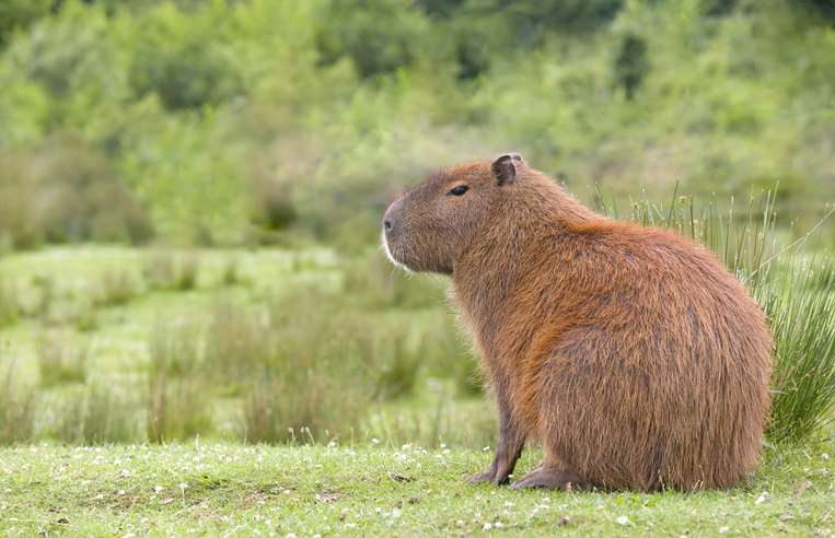Capibaras