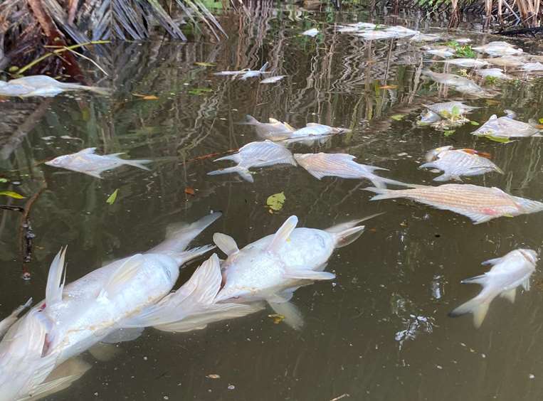 peces