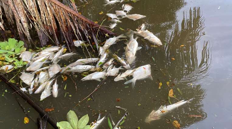 peces