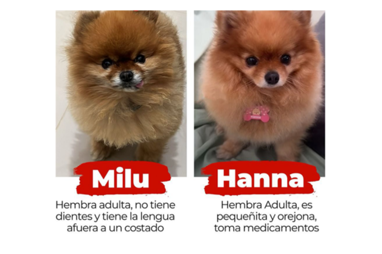 Robo agravado, perritas