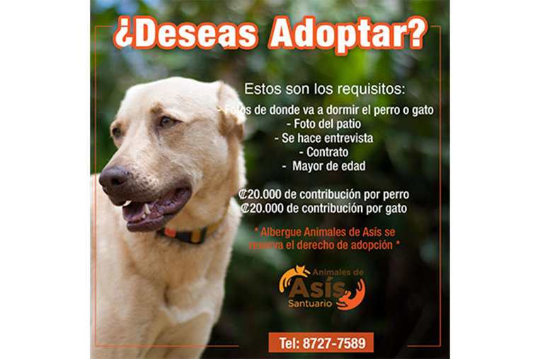 Mascoticas