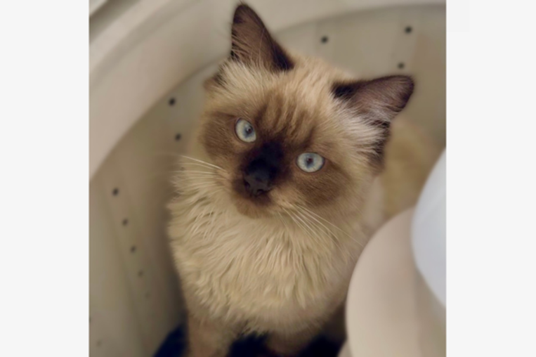 ¡De vuelta a casa! Ayude a estas mascotas a regresar a su hogar