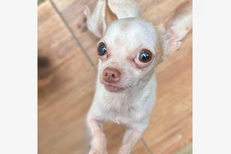 ¡De vuelta a casa! Ayude a estas mascotas a regresar a su hogar
