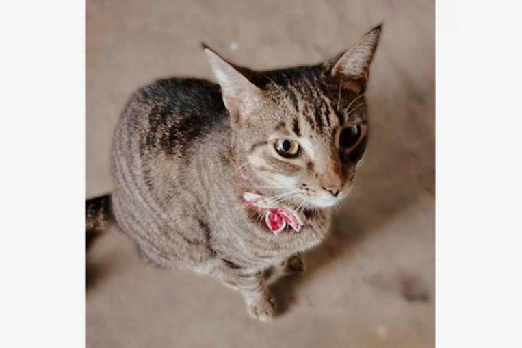 ¡De vuelta a casa! Ayude a estas mascotas a regresar a su hogar