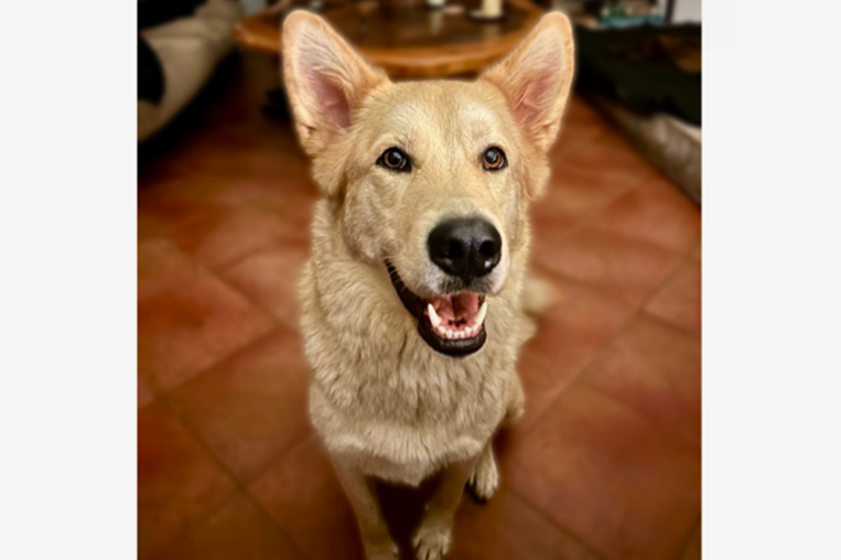 ¡De vuelta a casa! Ayude a estas mascotas a regresar a su hogar