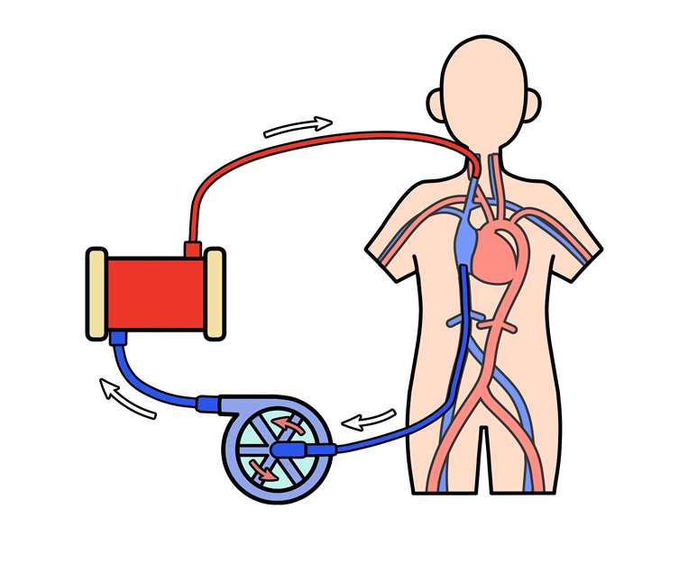 Pulmones