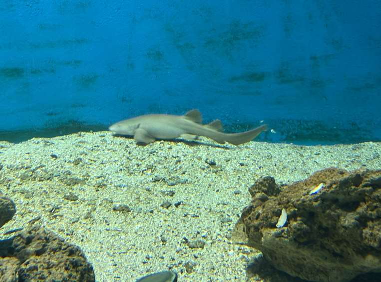 tiburones
